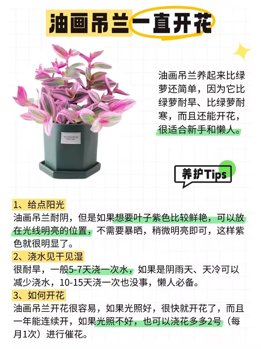 ?12种全年开花植物，懒人来挑战