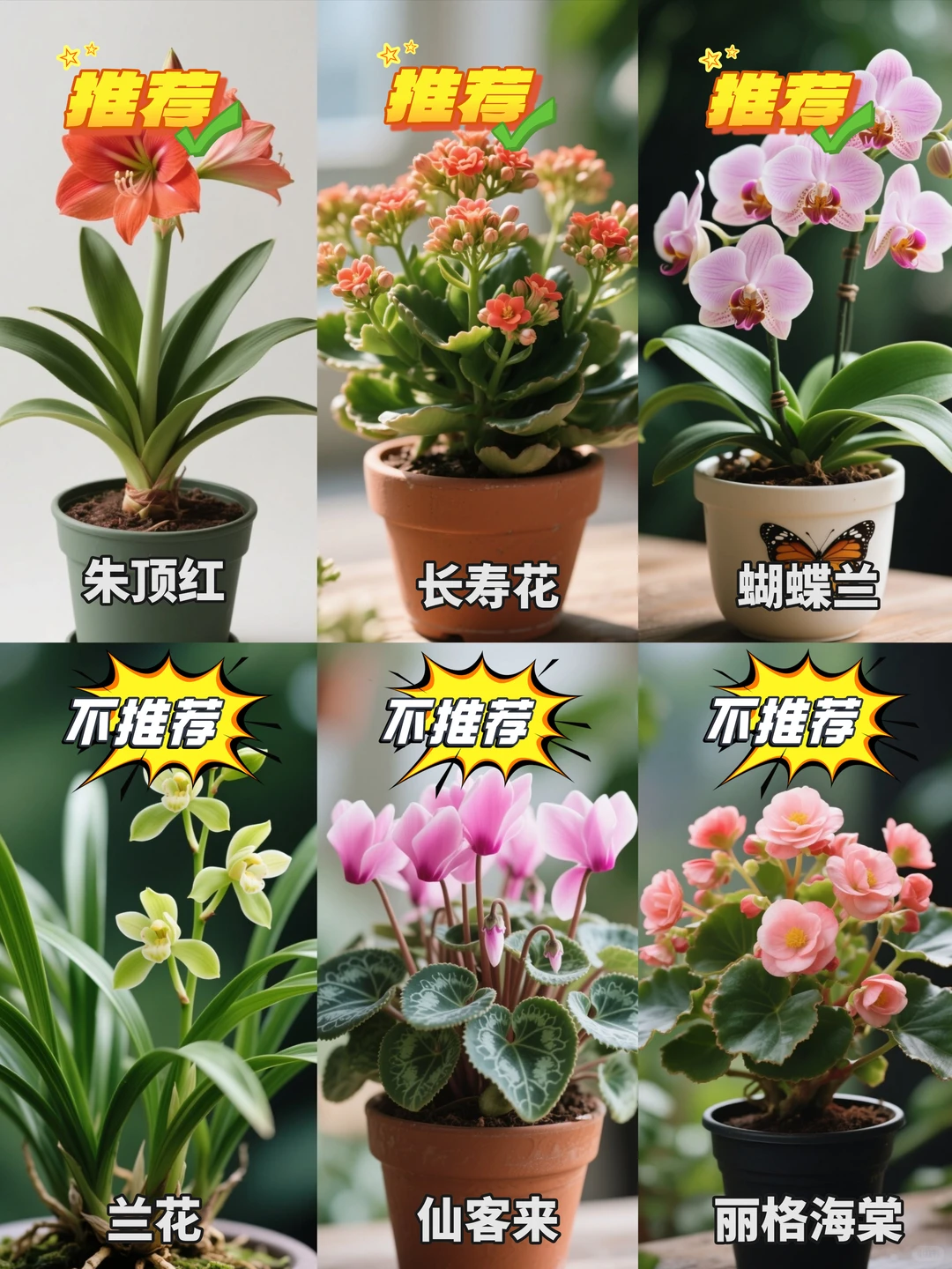 新手养花红黑榜|你养过最难的花是什么？