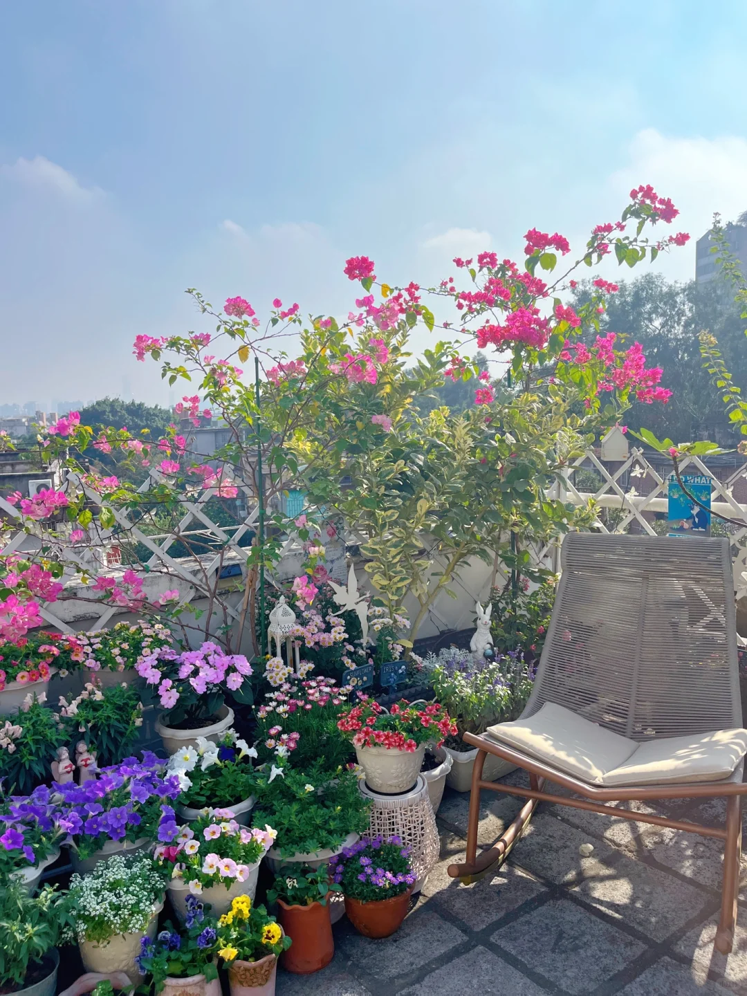 为什么我强烈推荐两广花友秋冬一定要种草花