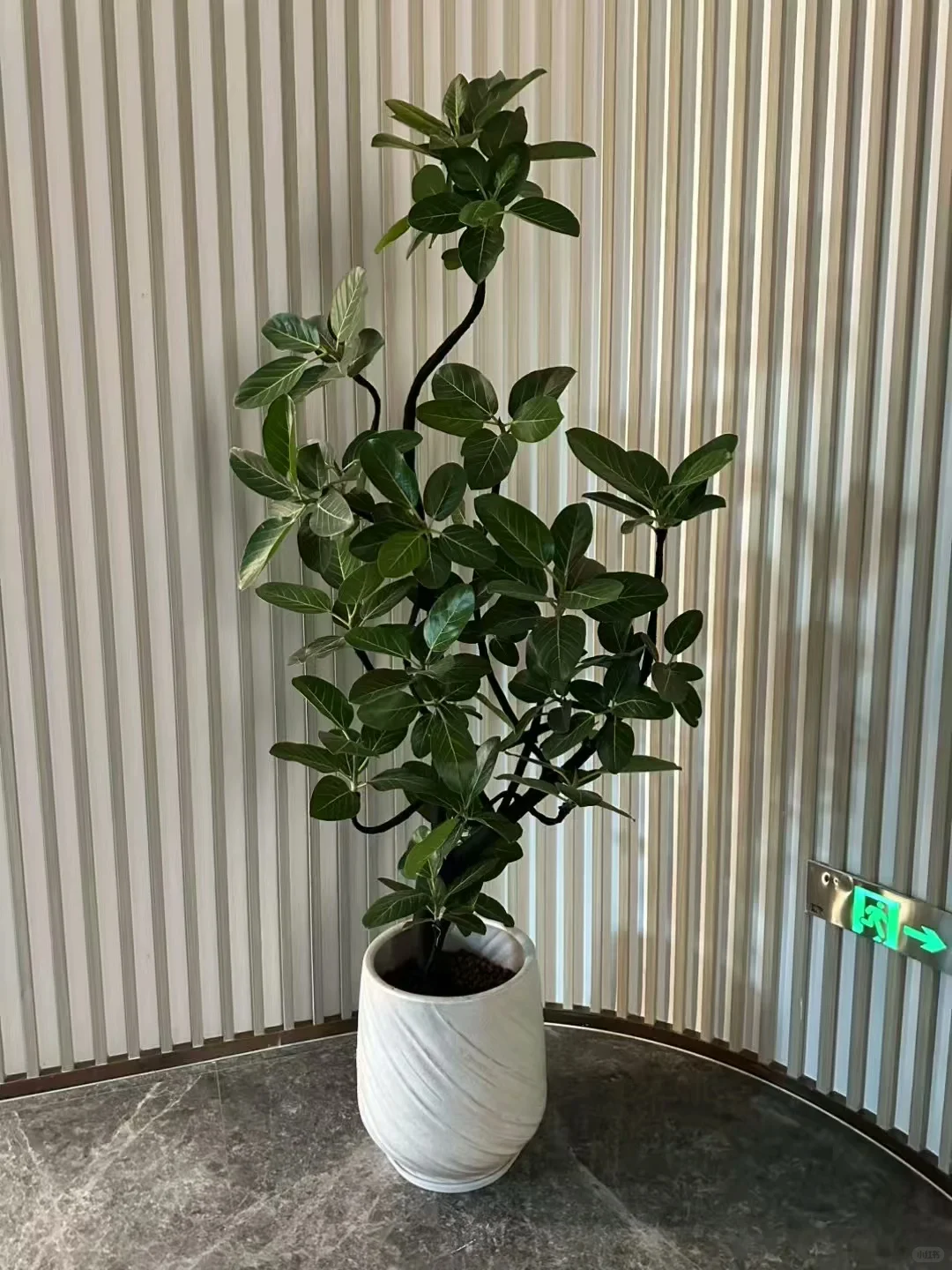 深圳绿植香港可送货上门