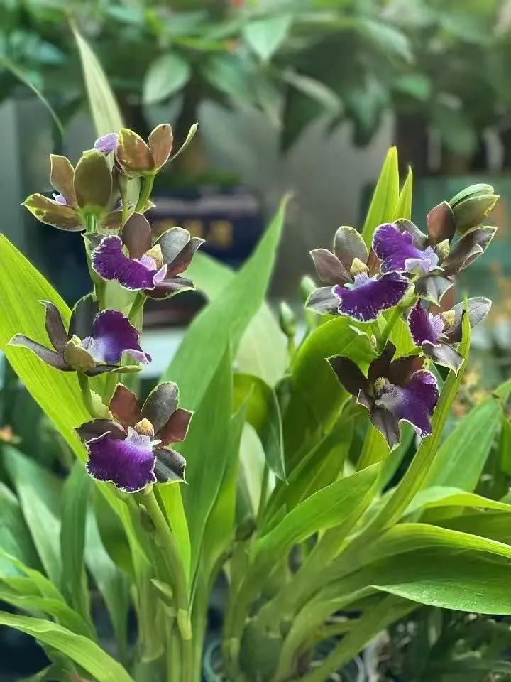 治愈系｜养花如养人,取悦自己