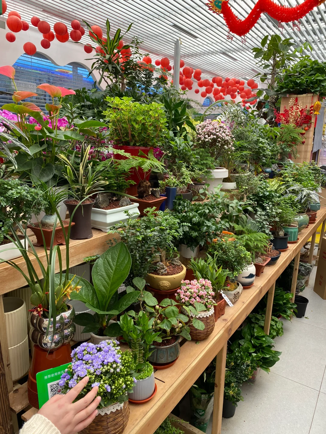 无意间发现一个宝藏花卉市场