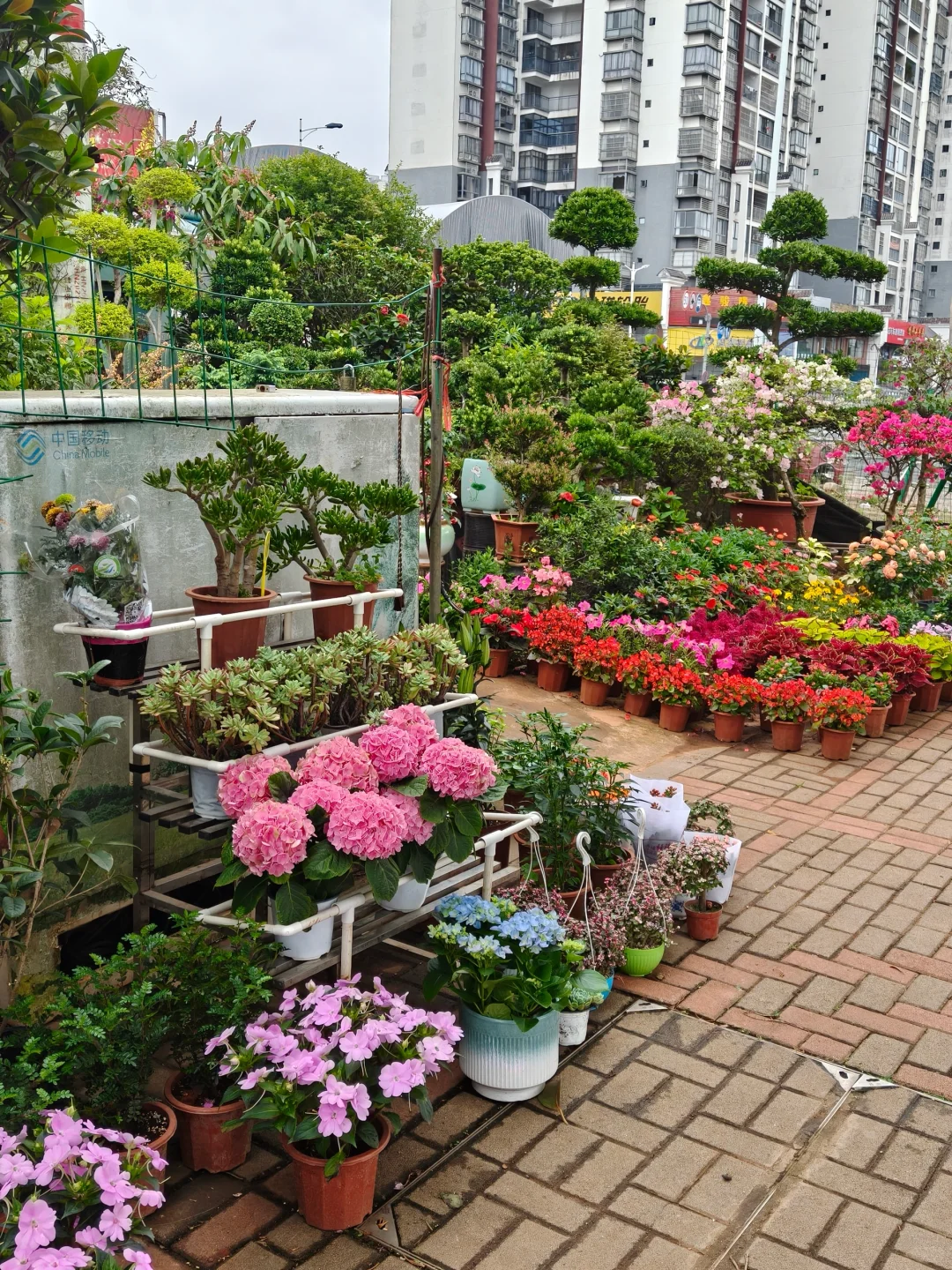 海口椰海大道金福路口绿植花卉市场