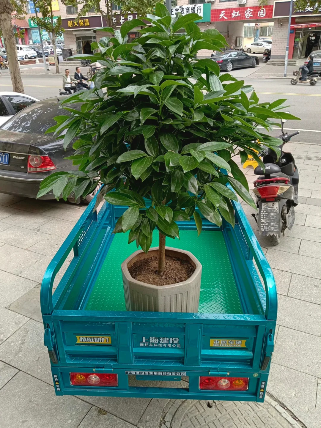 西安绿植送货上门，绿植养护、绿植出租