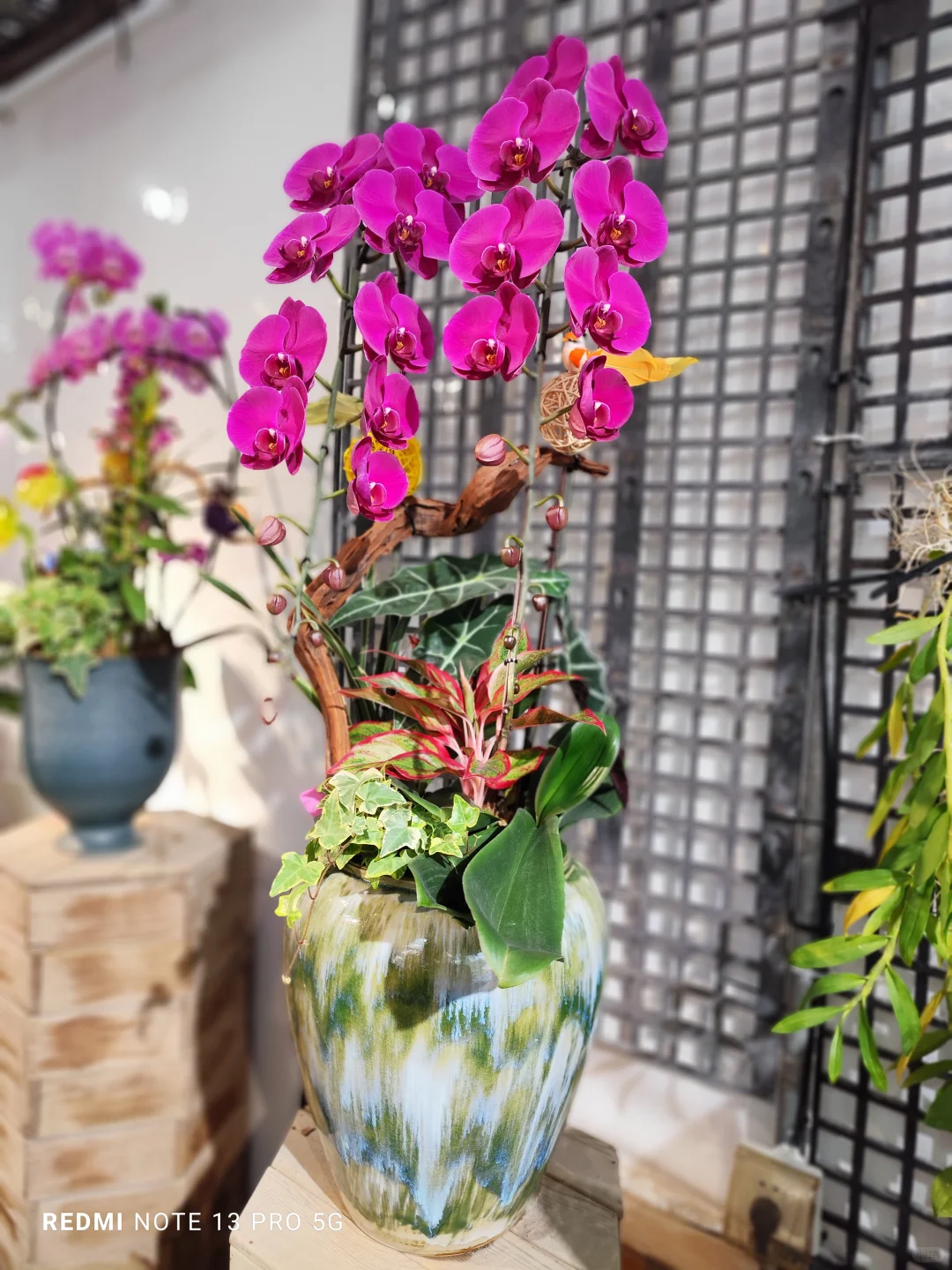 靚到Dum一聲@香港??蝴蝶兰?