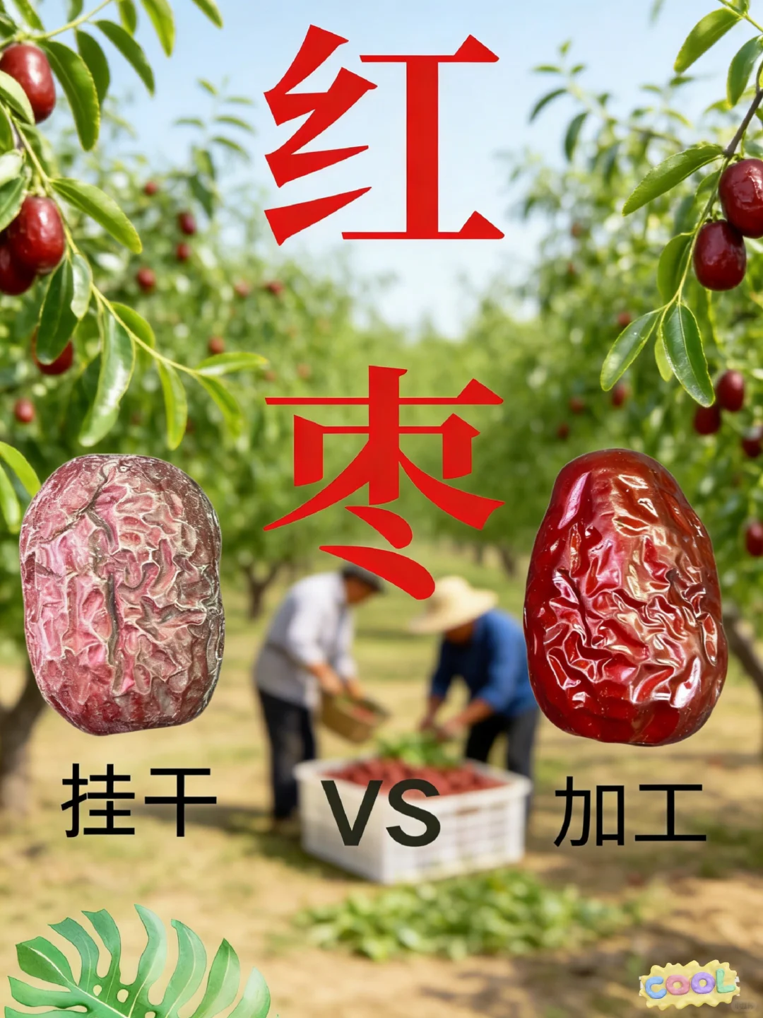 加工过的红枣和没加工过的该咋选