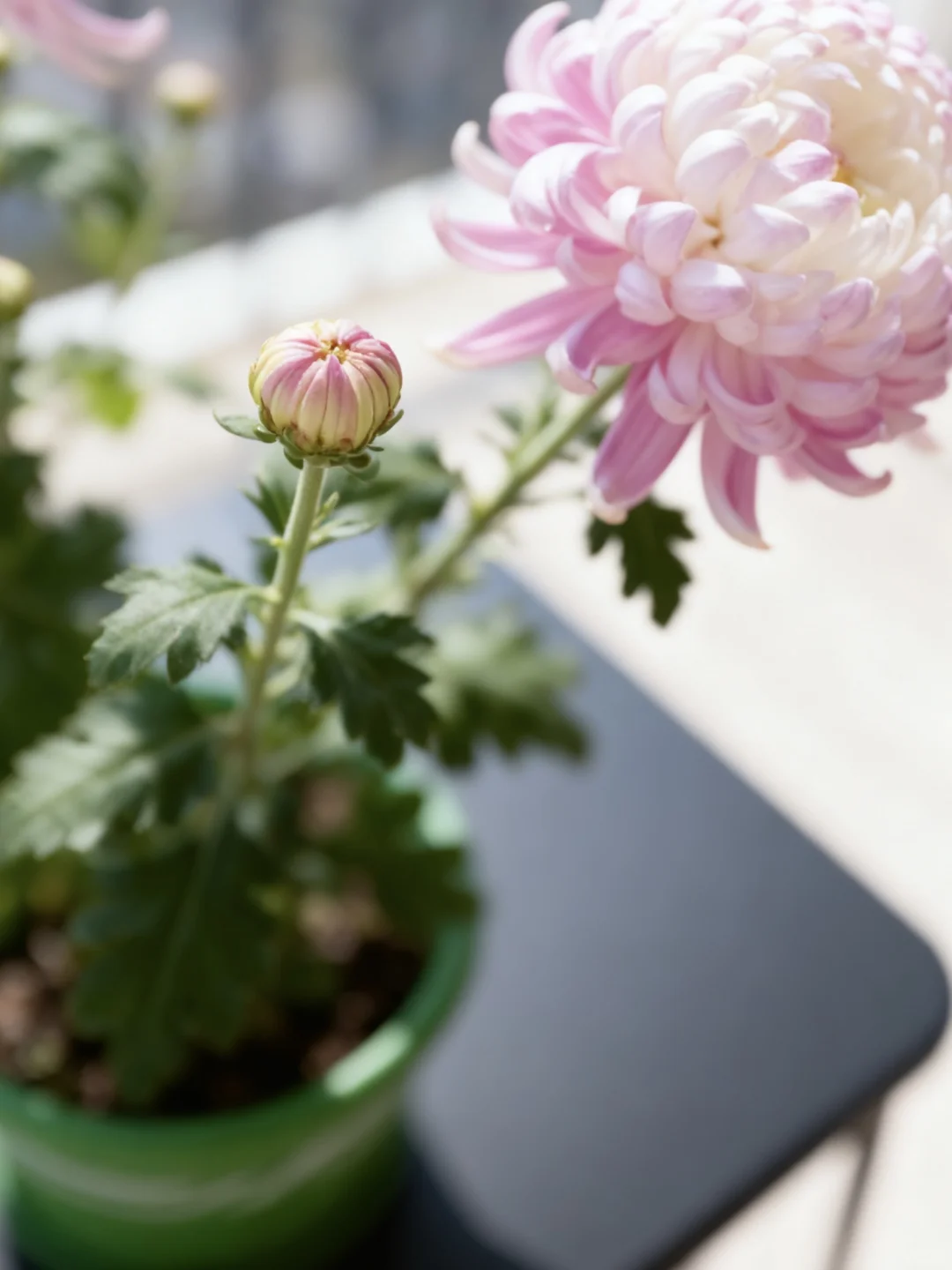 网购菊花大成功！10天爆花惊到我了