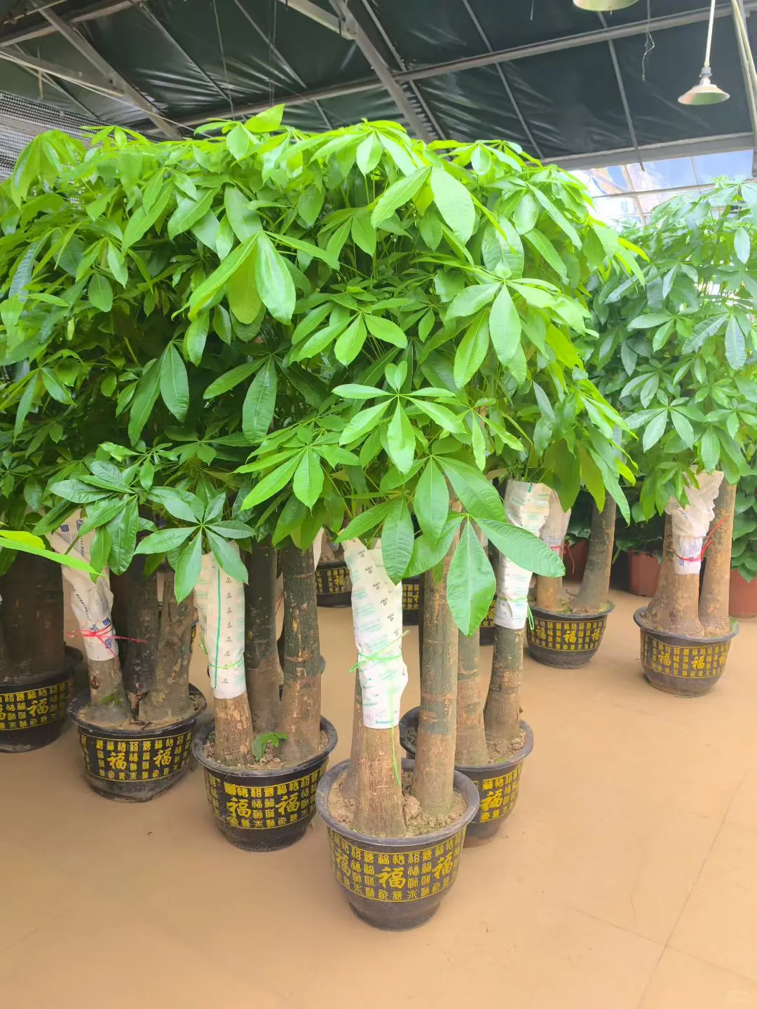 深圳绿植香港可送货上门