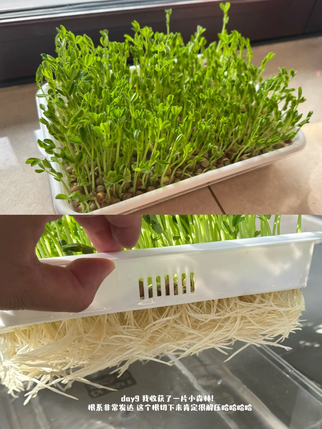 速报❗️刻在DNA里的种菜基因已经觉醒了?