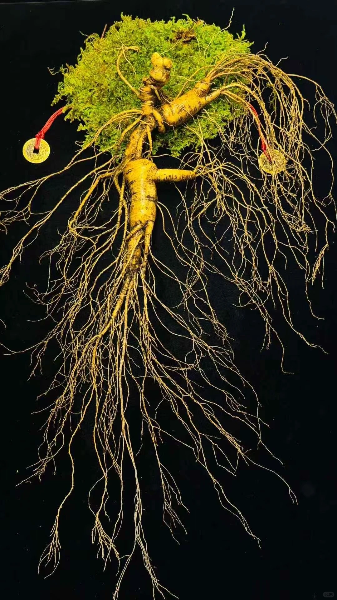 林下参的好处你知道么