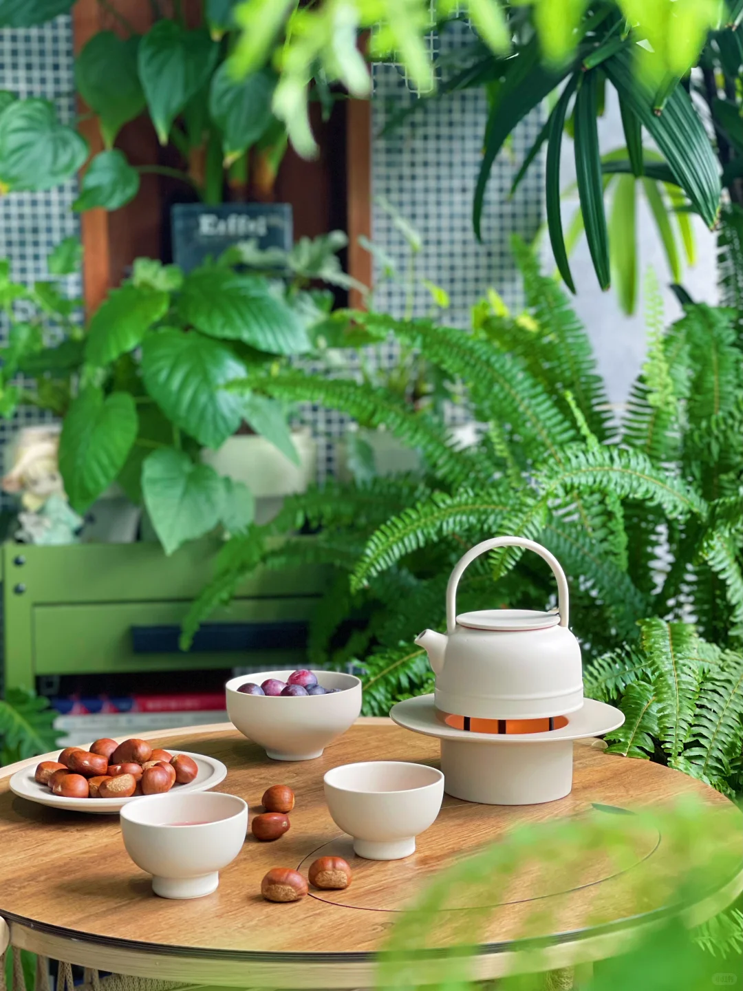 9m²小森林｜跟大家聊聊我家阳台的植物选择