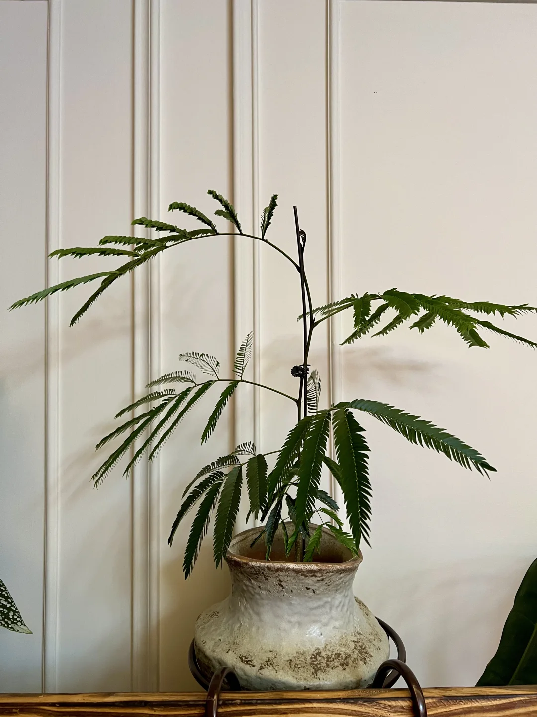 封闭阳台，一棵会开花的树