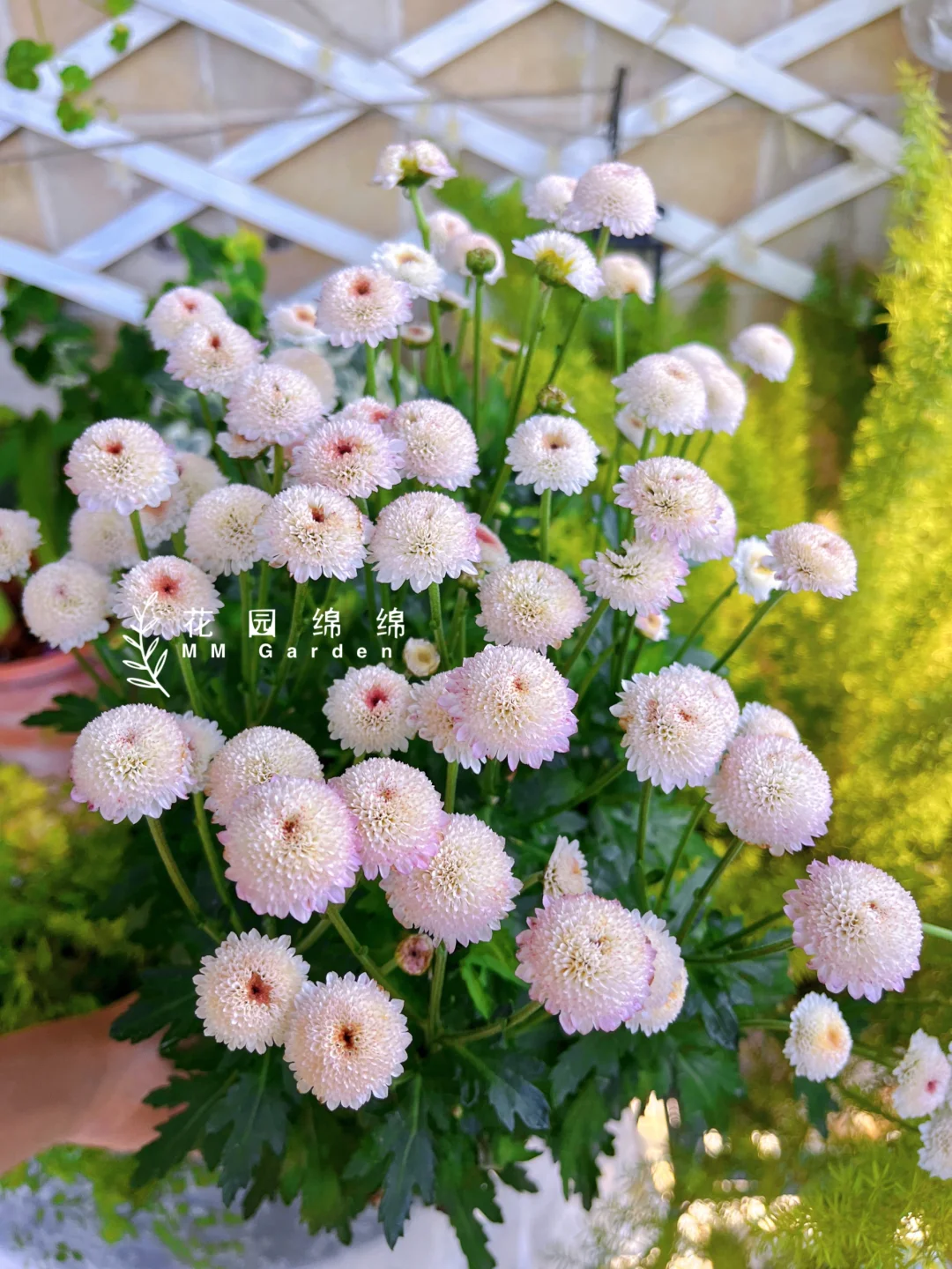 养花不晒花，等于白养花～?‍♀️??‍??