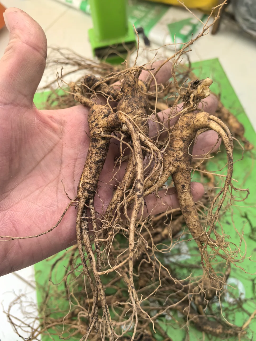 林下籽残参，品相不好看，自用性价比高