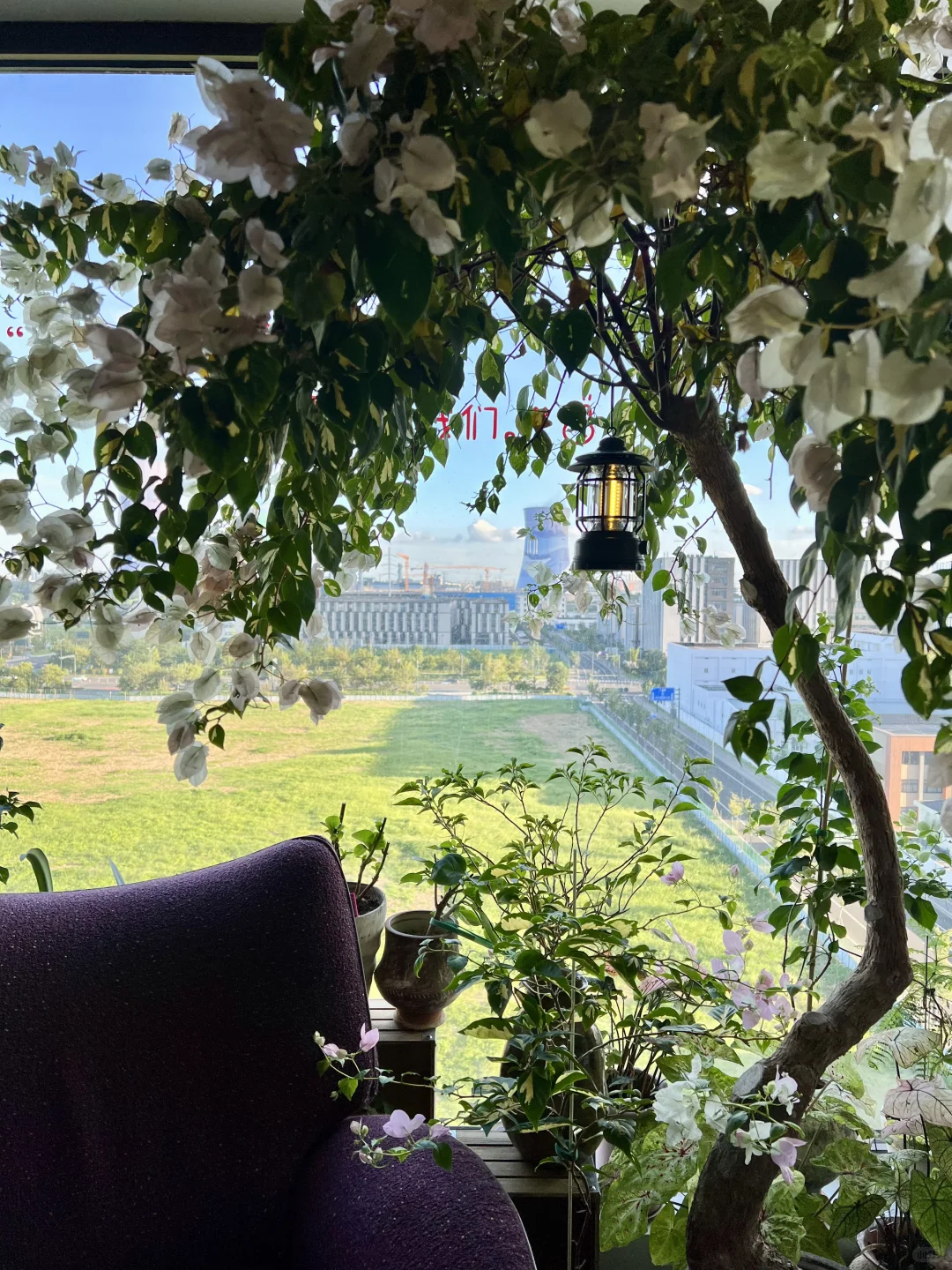 封闭阳台，一棵会开花的树