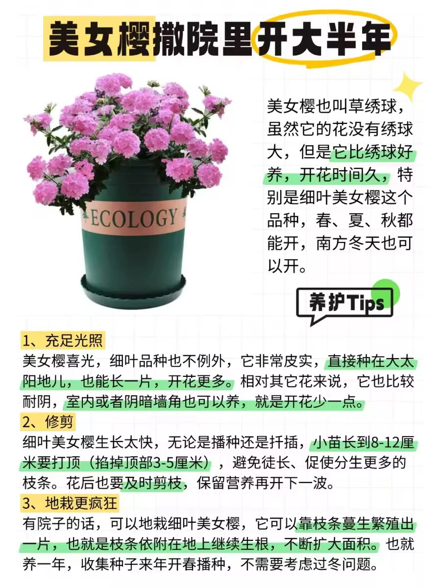 ?12种全年开花植物，懒人来挑战