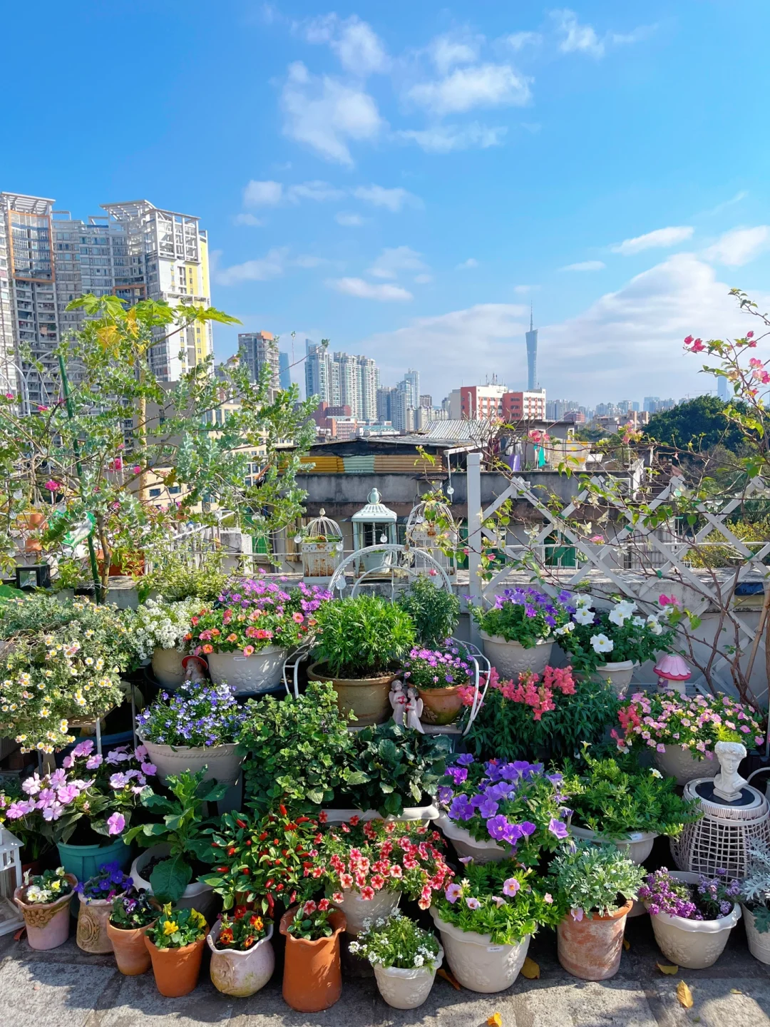 为什么我强烈推荐两广花友秋冬一定要种草花