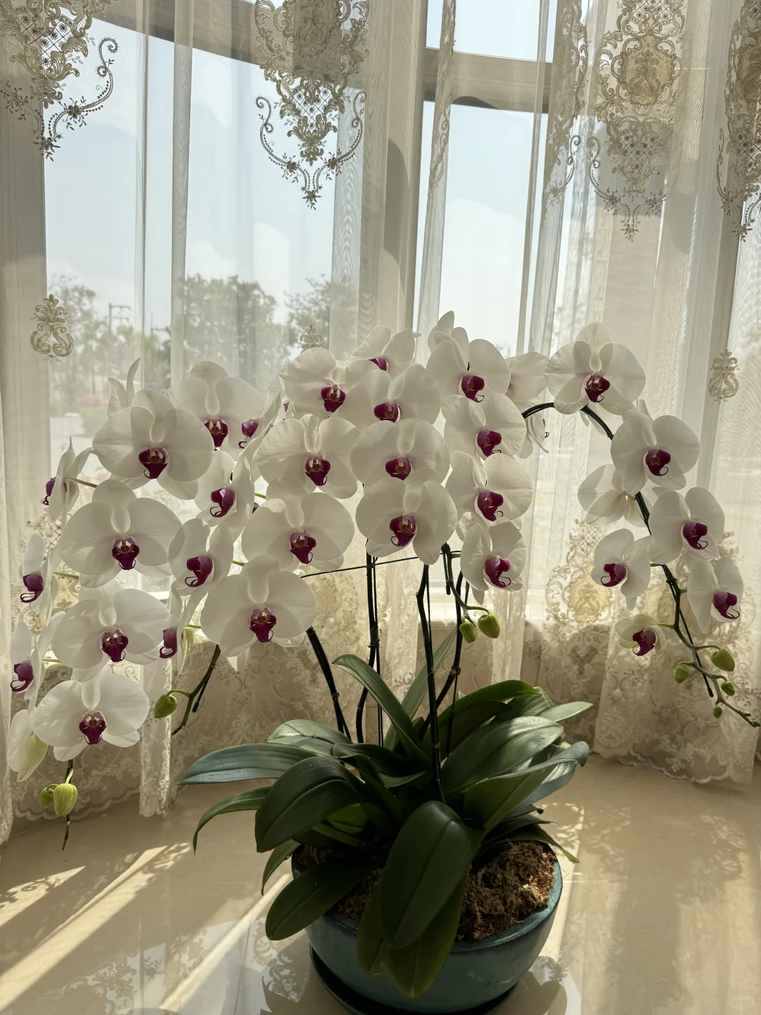 养兰花的尽头是蝴蝶兰