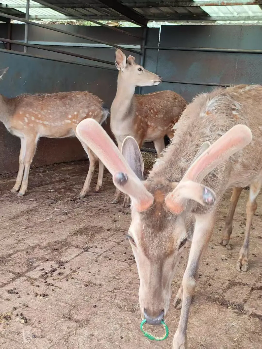 吉林辽源梅花鹿特产