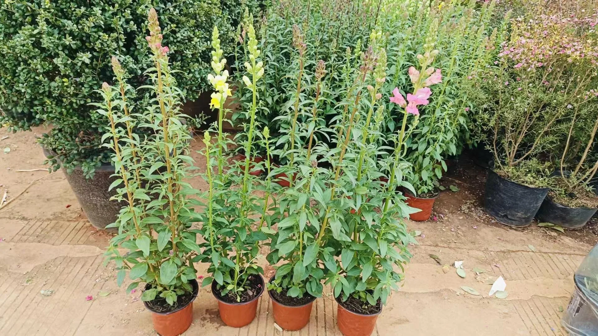 宝子们来猜猜你们认识那几款花花。