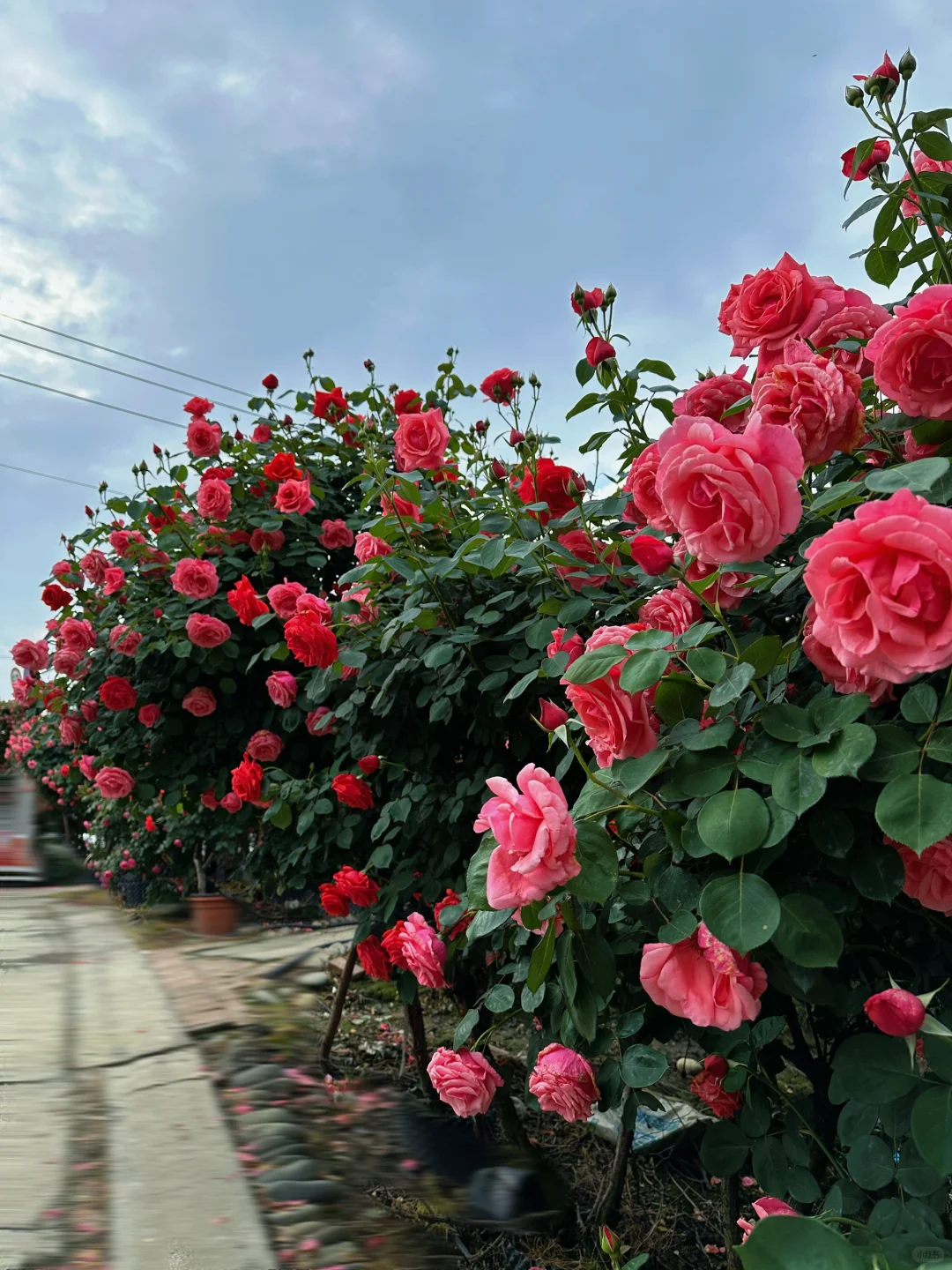 发现一片超美的玫瑰花园