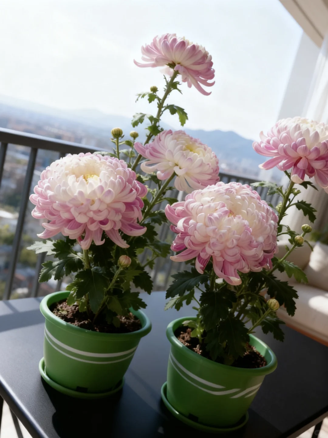 网购菊花大成功！10天爆花惊到我了