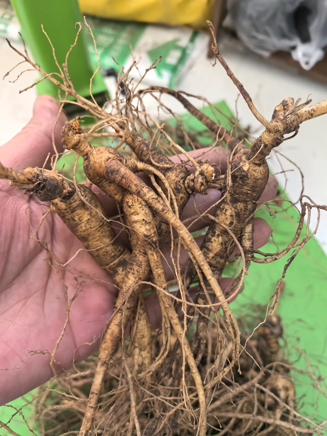 林下籽残参，品相不好看，自用性价比高