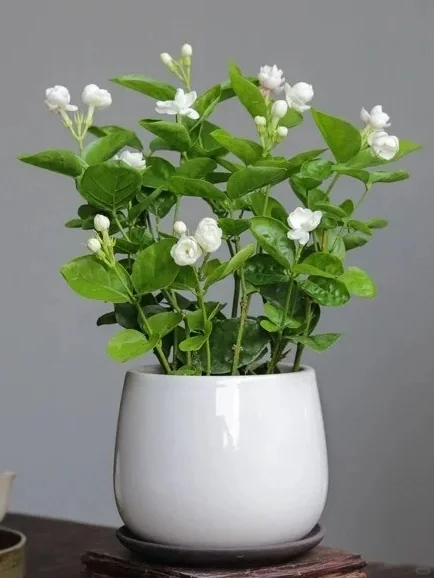 九款自带香气的盆栽✨