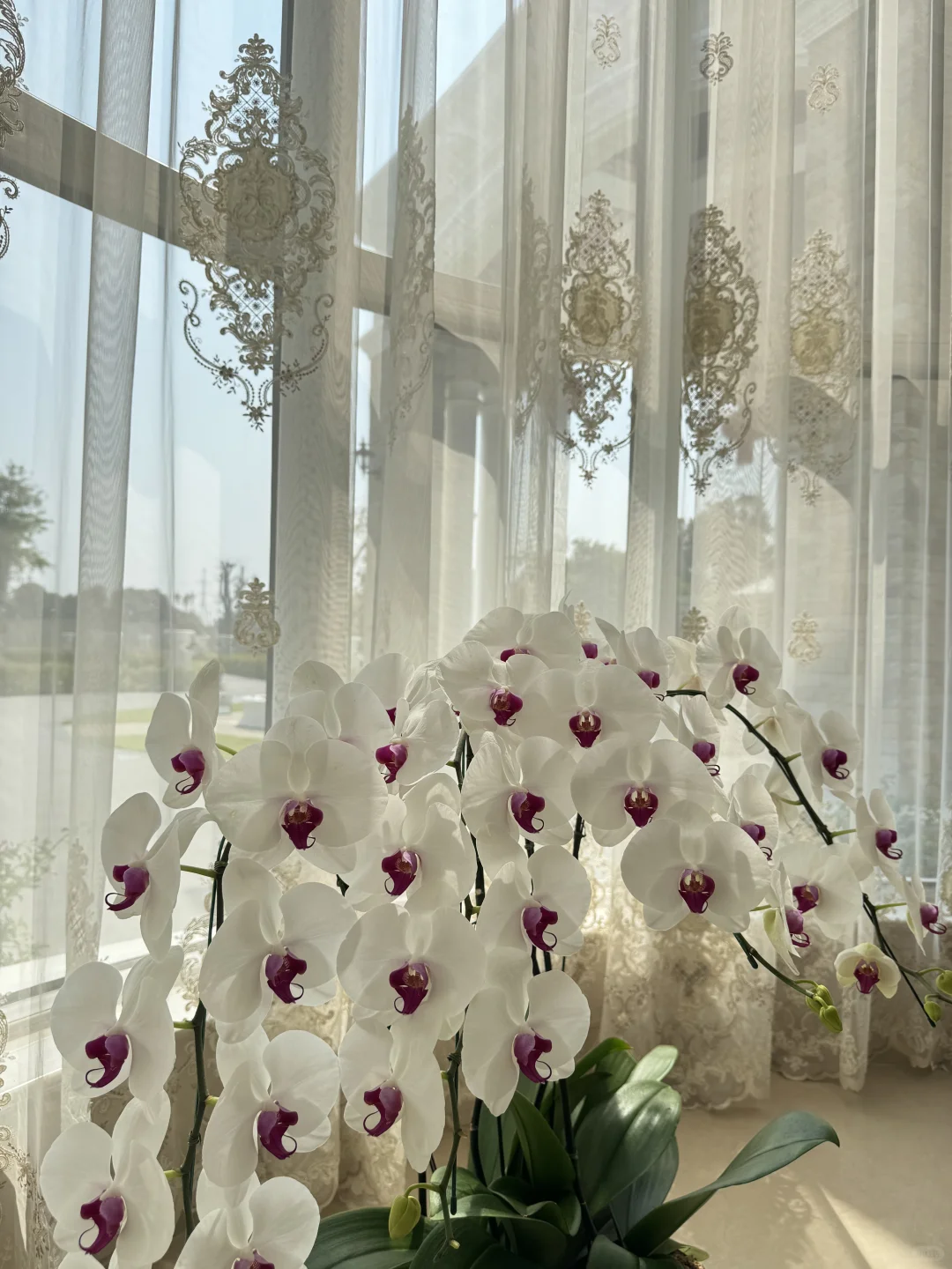 养兰花的尽头是蝴蝶兰