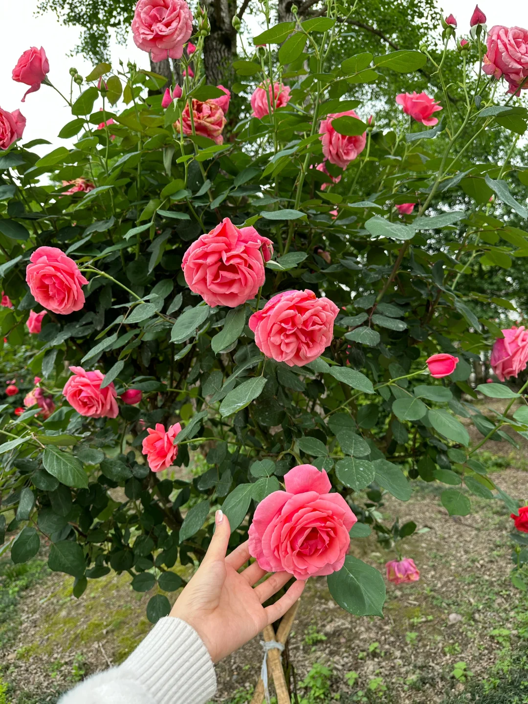 发现一片超美的玫瑰花园