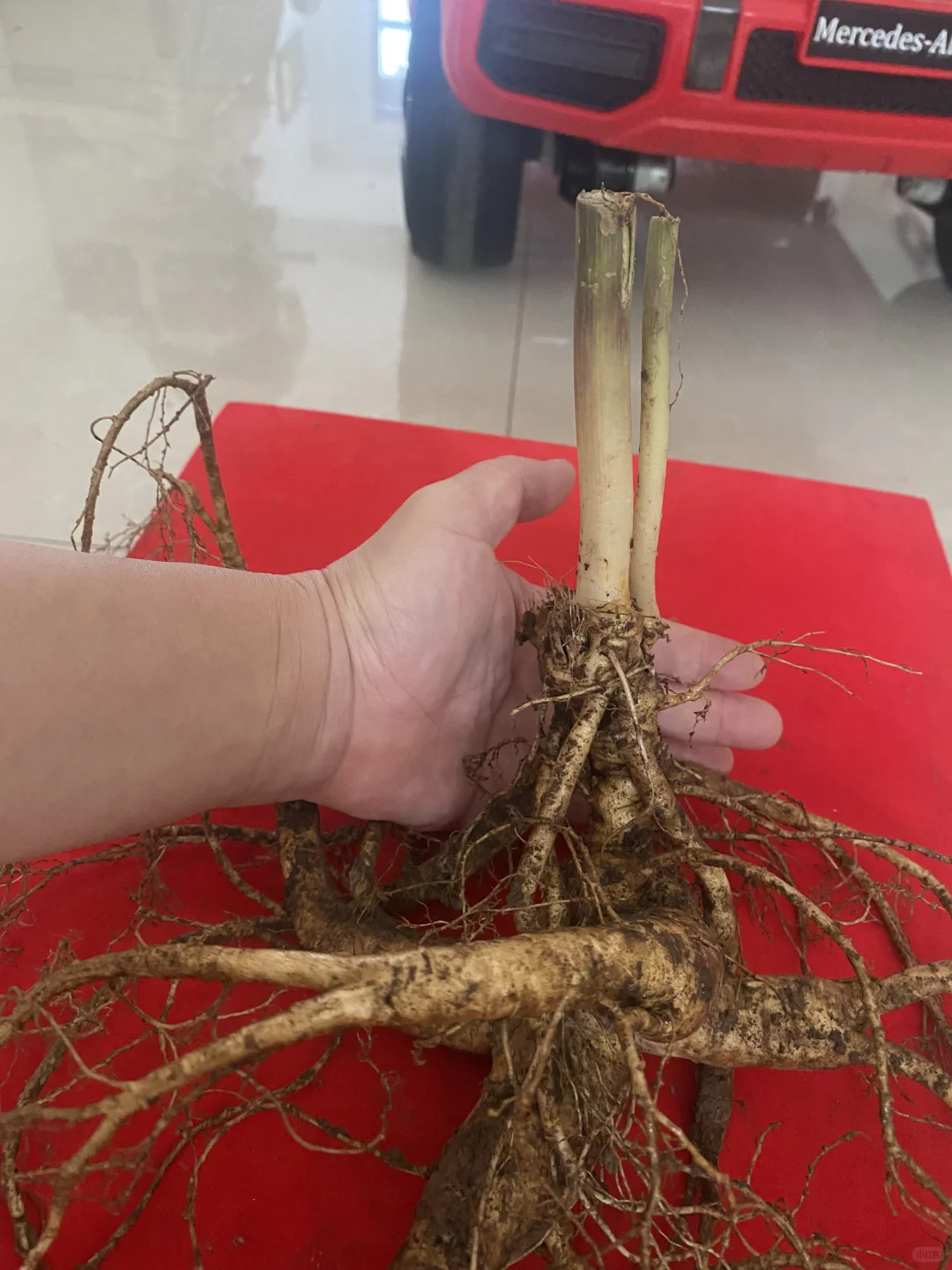 松树林里的林下参真大啊，半斤左右