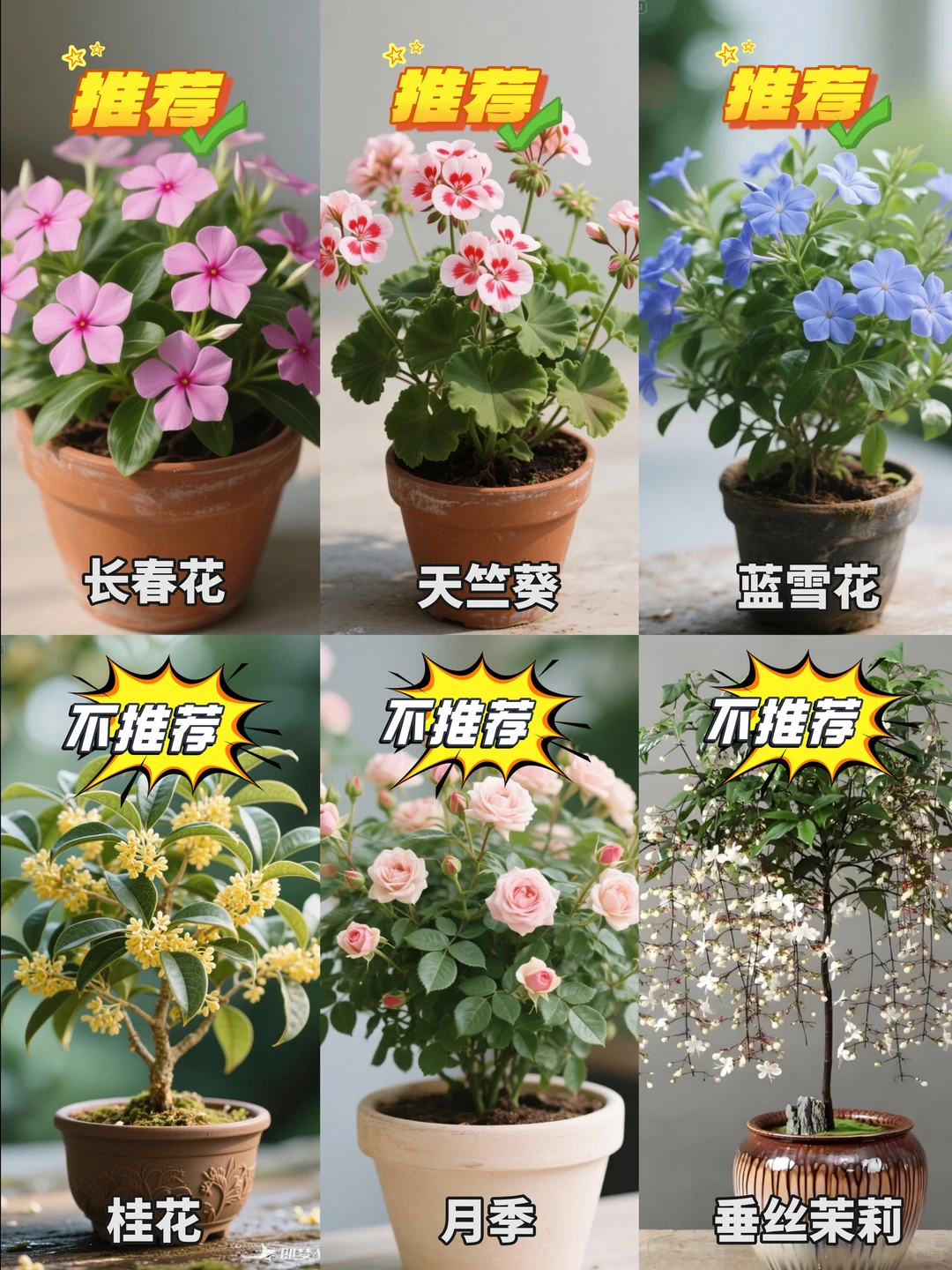 新手养花红黑榜|你养过最难的花是什么？