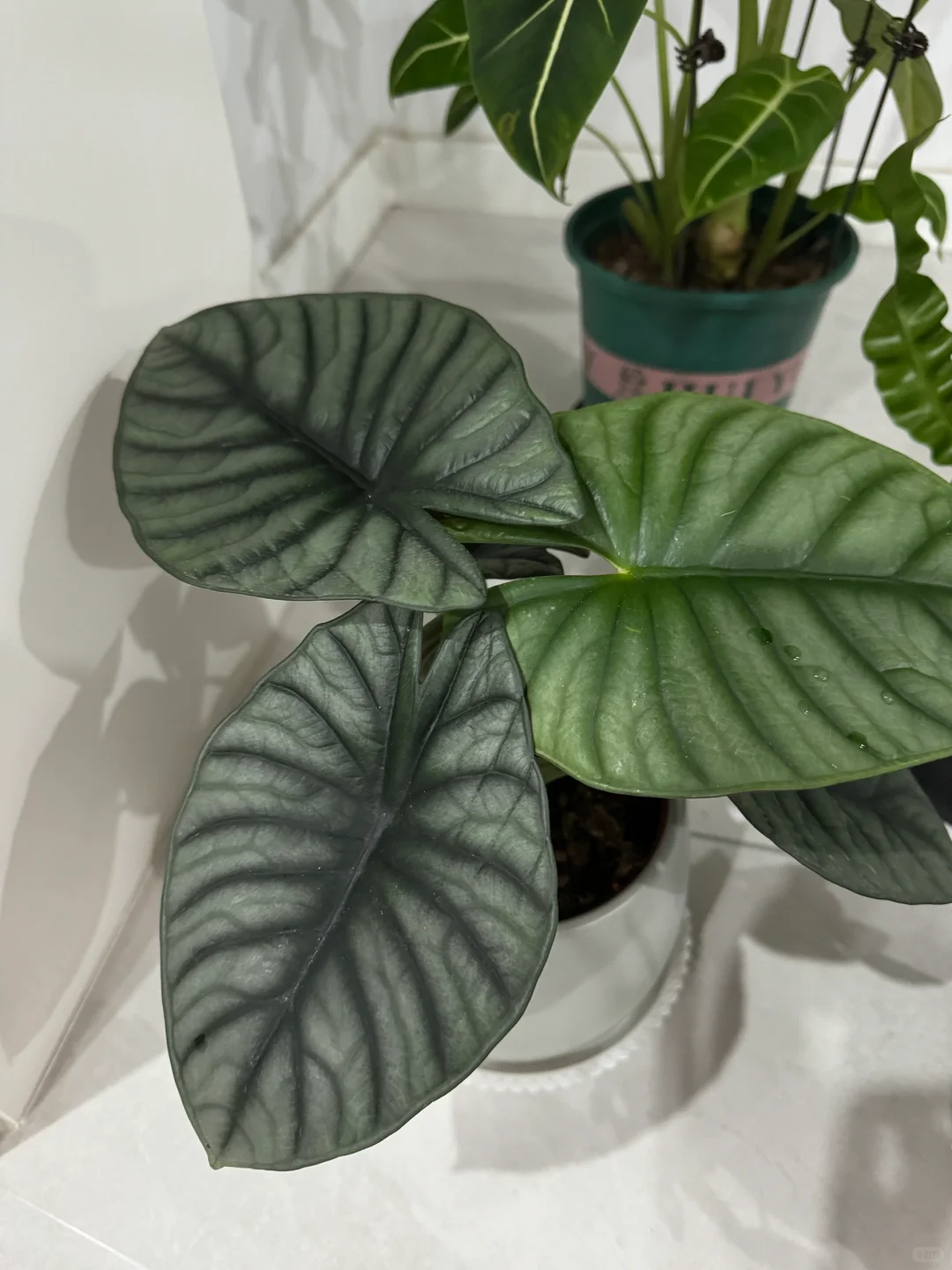 我可太喜欢我的绿植了