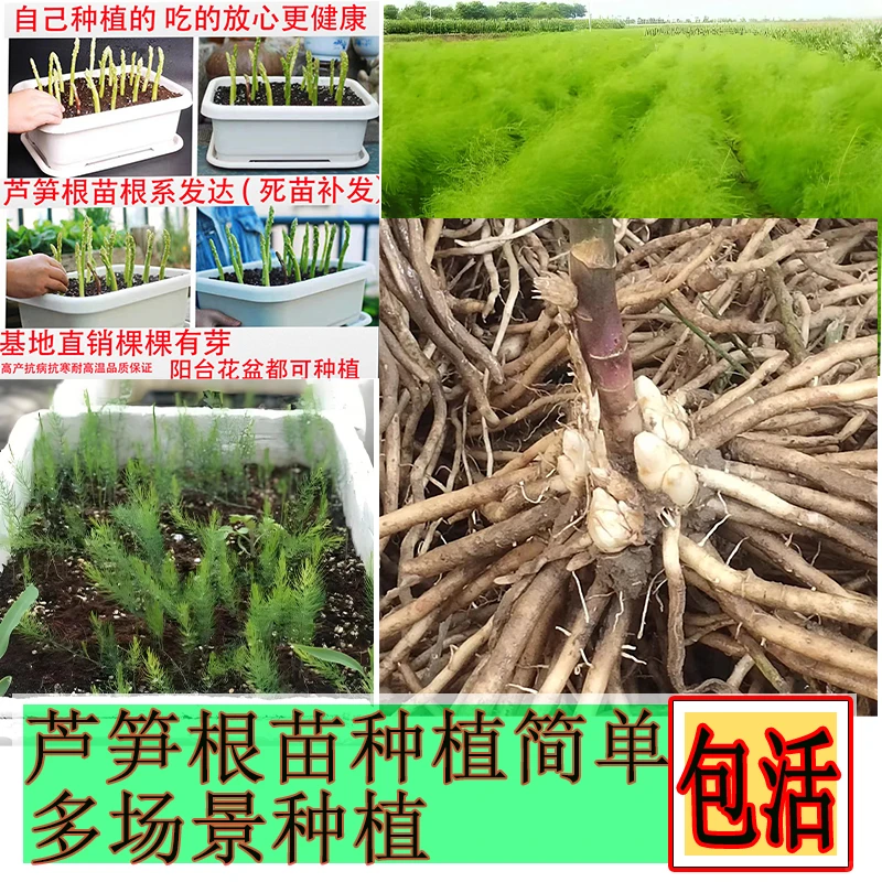 芦笋根苗种植?紫色绿色四季阳台盆栽✨