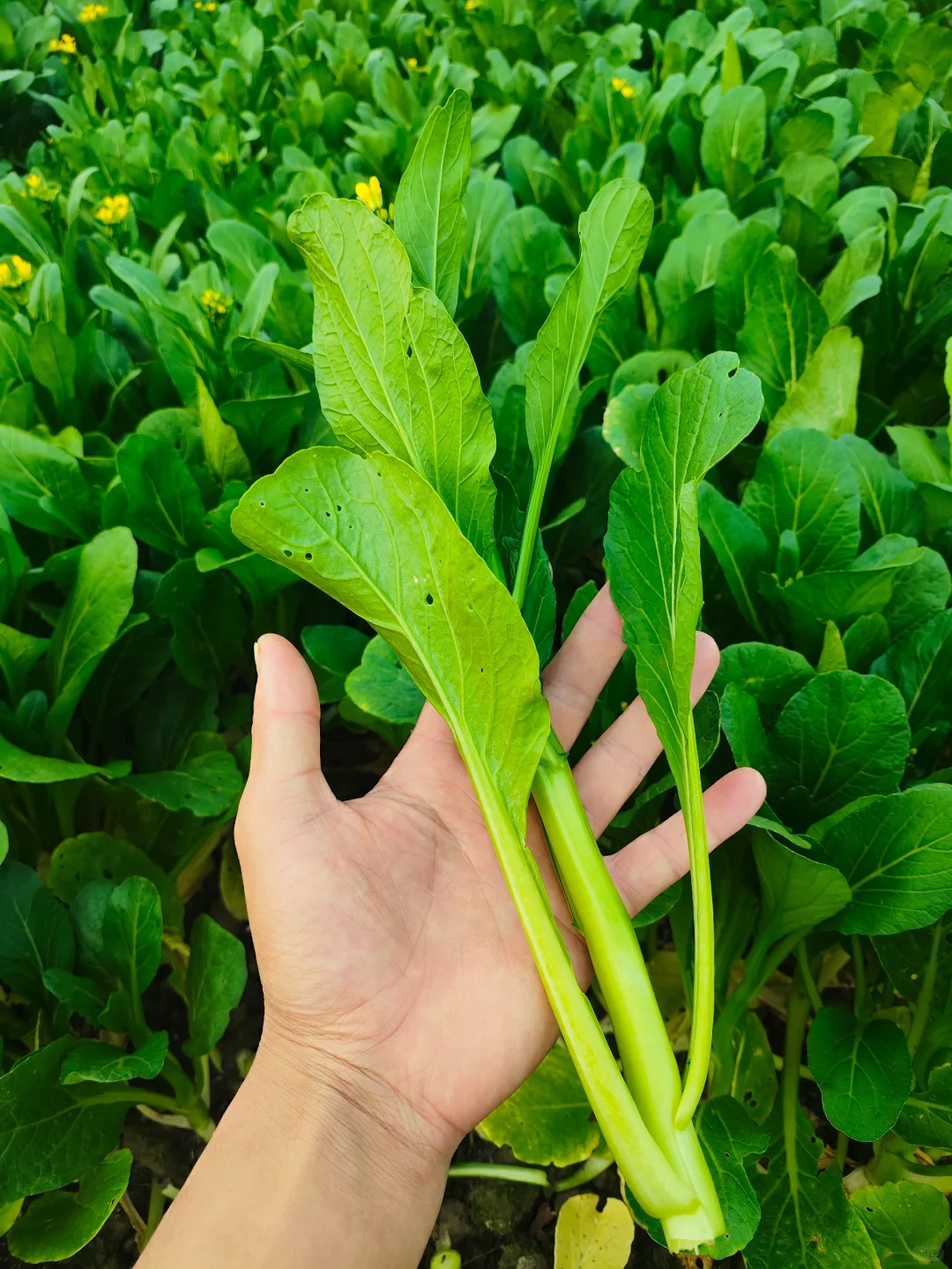 看看?我都种了啥⁉️