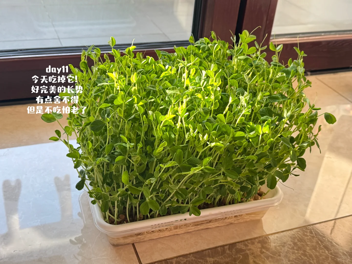 速报❗️刻在DNA里的种菜基因已经觉醒了?