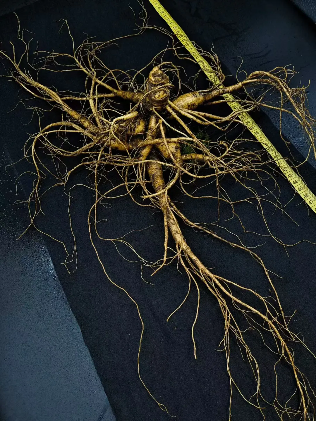 【双芦精品大货】