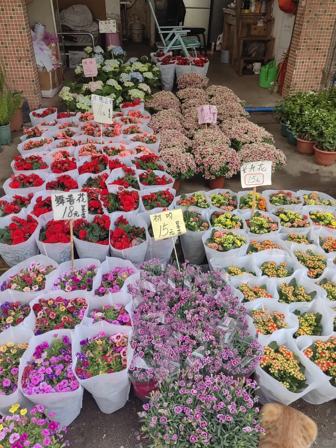 花花品种多了！2025.10.17岭南花卉市场