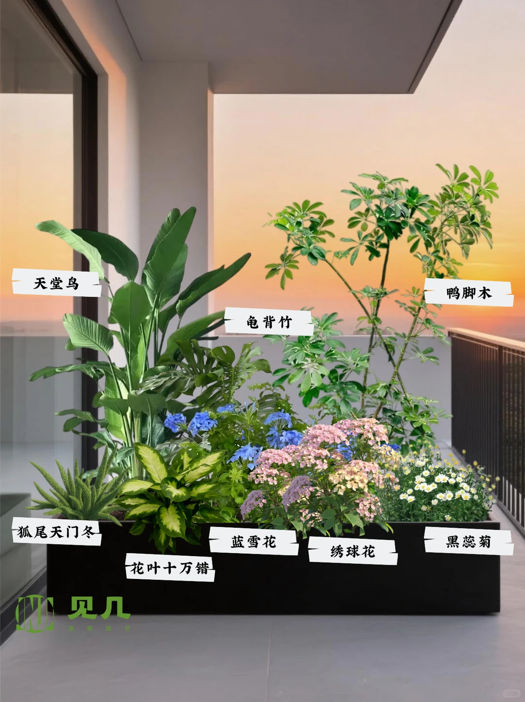 我的花箱被邻居夸爆?四季有花·低维护