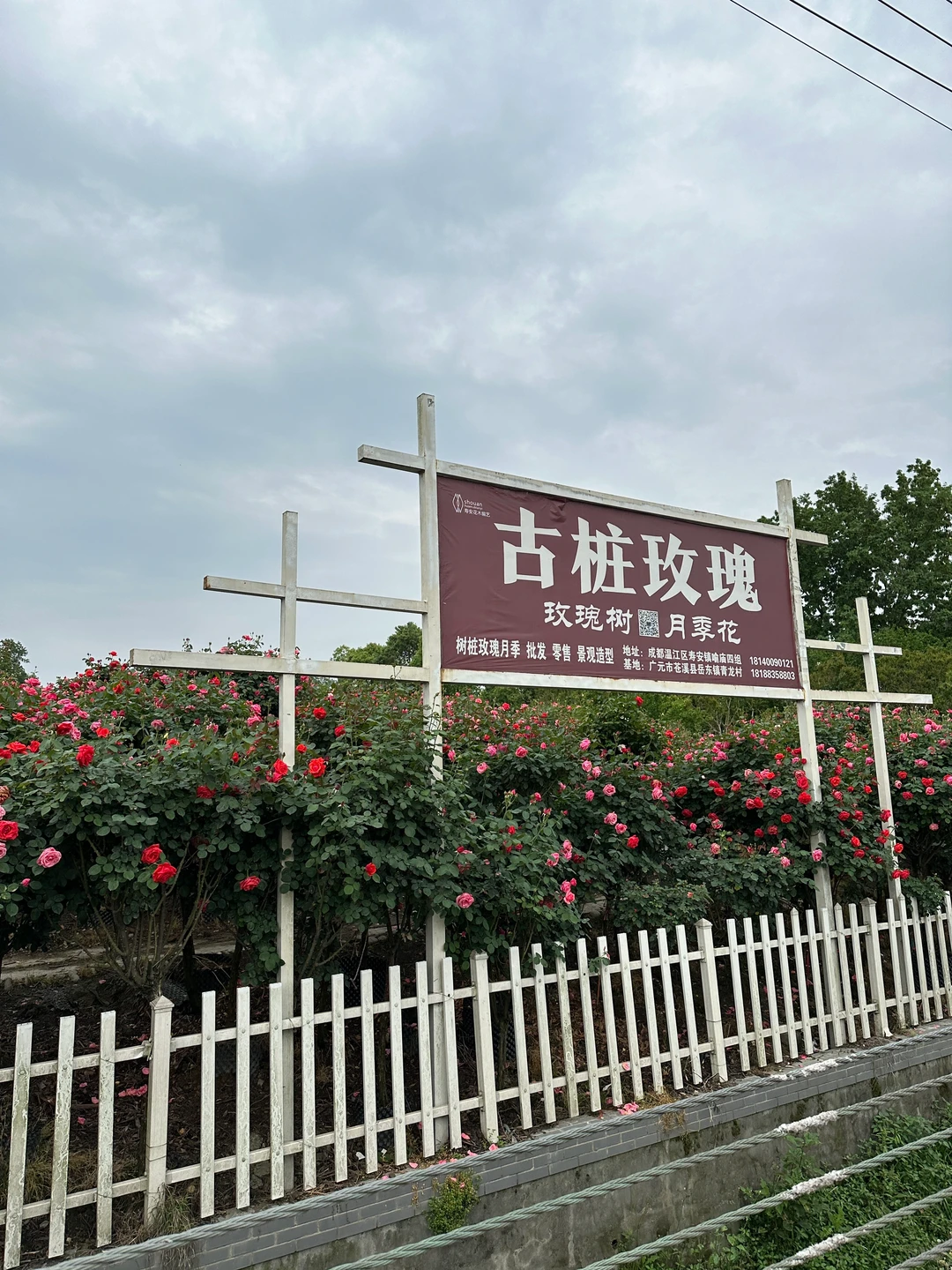 发现一片超美的玫瑰花园