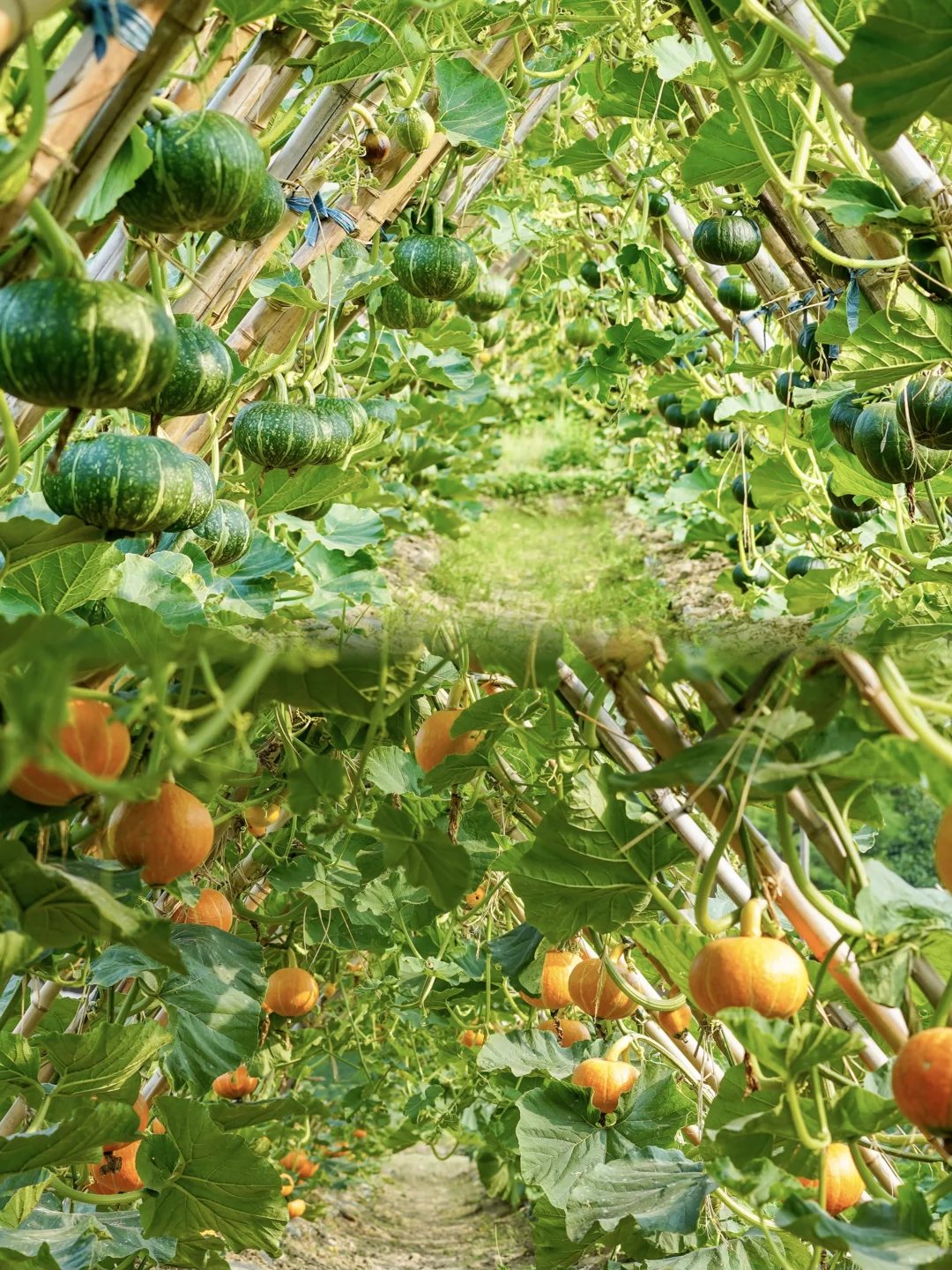 田园夏趣?乌村，让夏天的记忆不只有冰淇淋