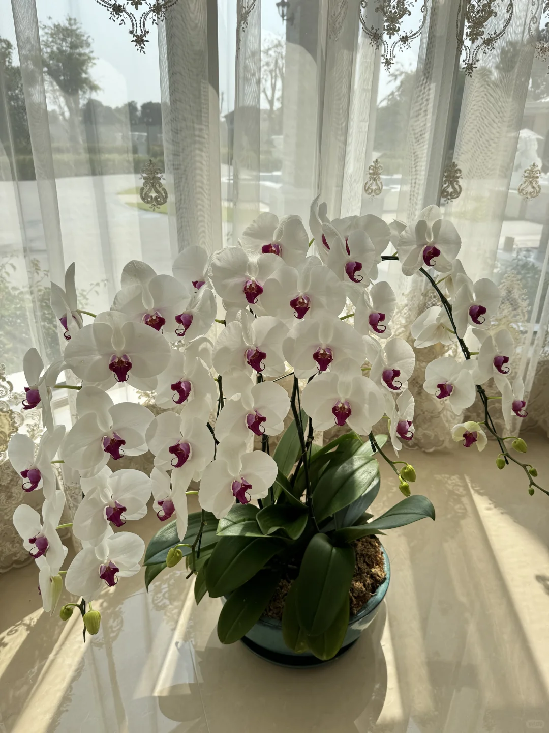 养兰花的尽头是蝴蝶兰