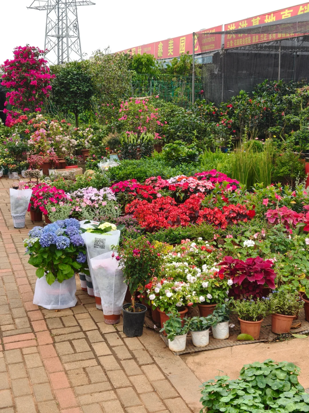 海口椰海大道金福路口绿植花卉市场