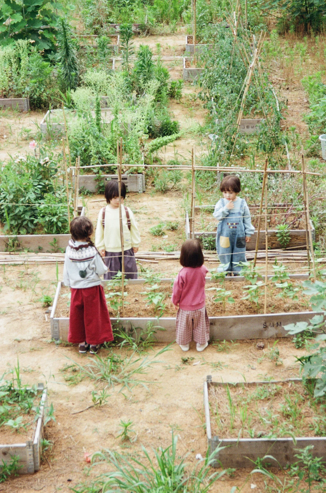 在阳台农场?庆祝大大小小的丰收。
