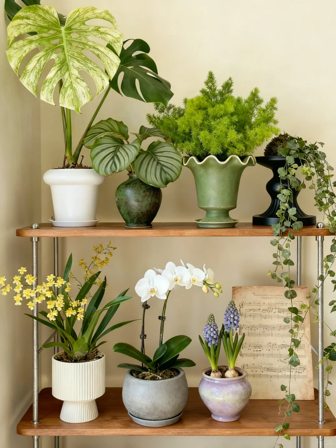 ?秋冬室内植物荐｜轻松打造居家小森林