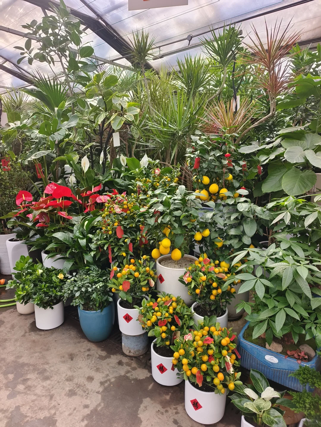 年宵花到新啦❤️乌鲁木齐绿植