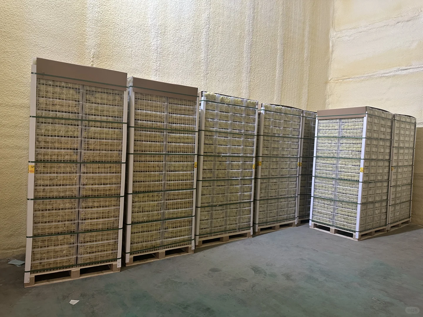 猕猴桃出口加工厂，水果出口