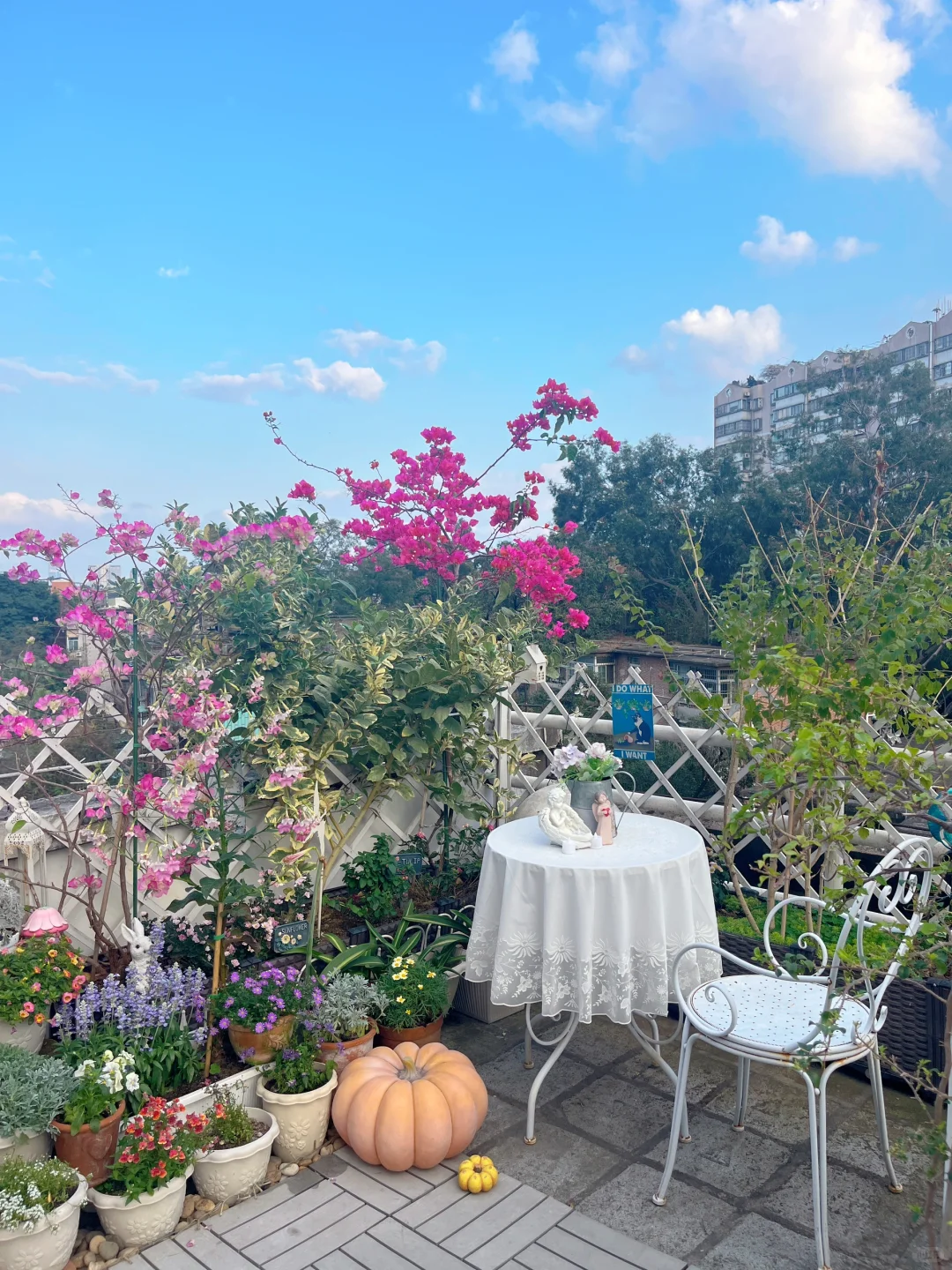 为什么我强烈推荐两广花友秋冬一定要种草花