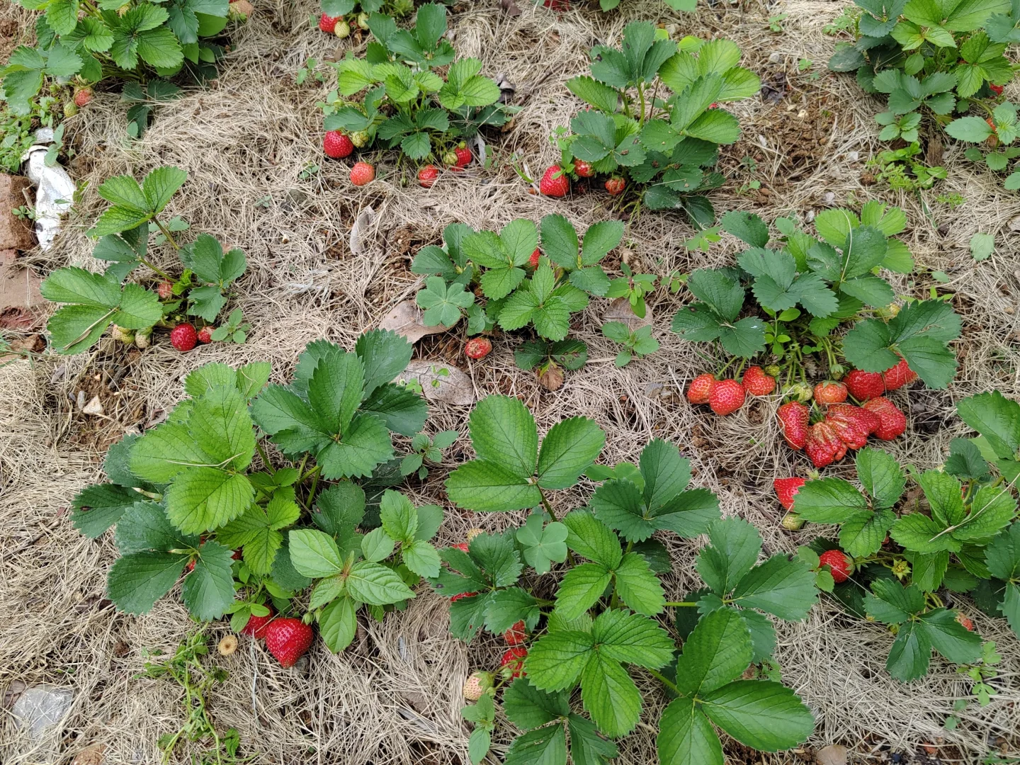 春天的菜园子是什么样的～