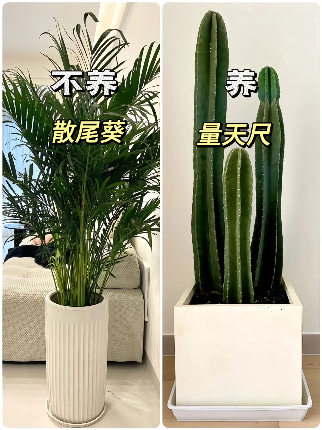 适合懒人养的高颜值绿植?！